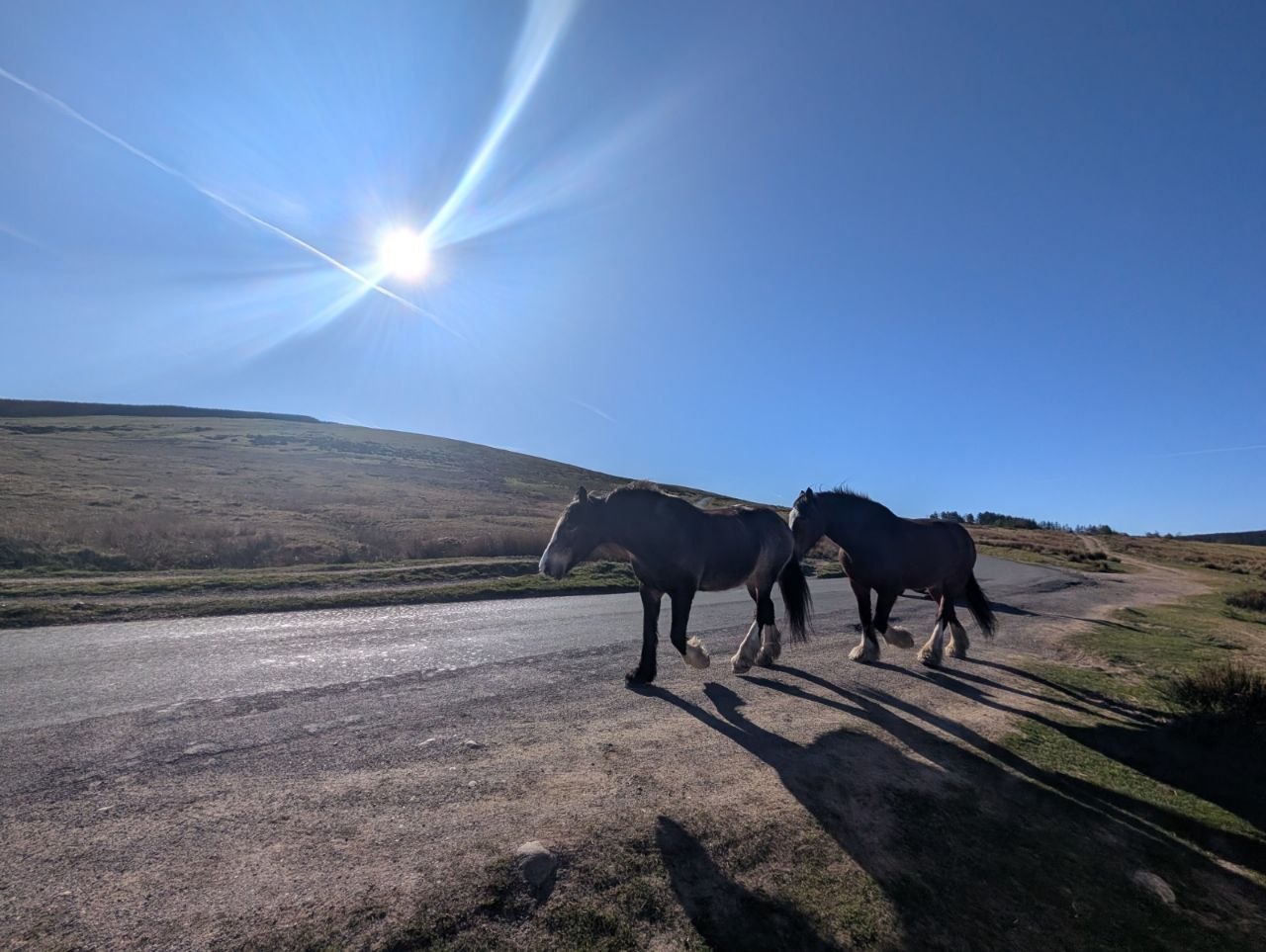Two cobs on the fell road